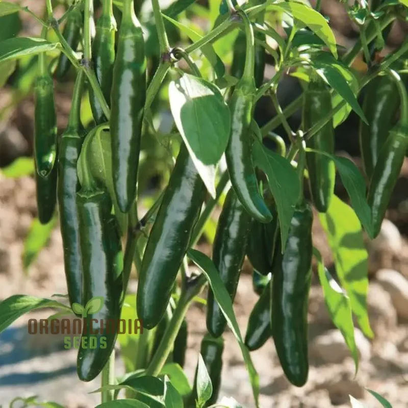 Hot Pepper Serrano Vegetable Seeds for Planting, Seeds for Thriving Vegetable Gardens