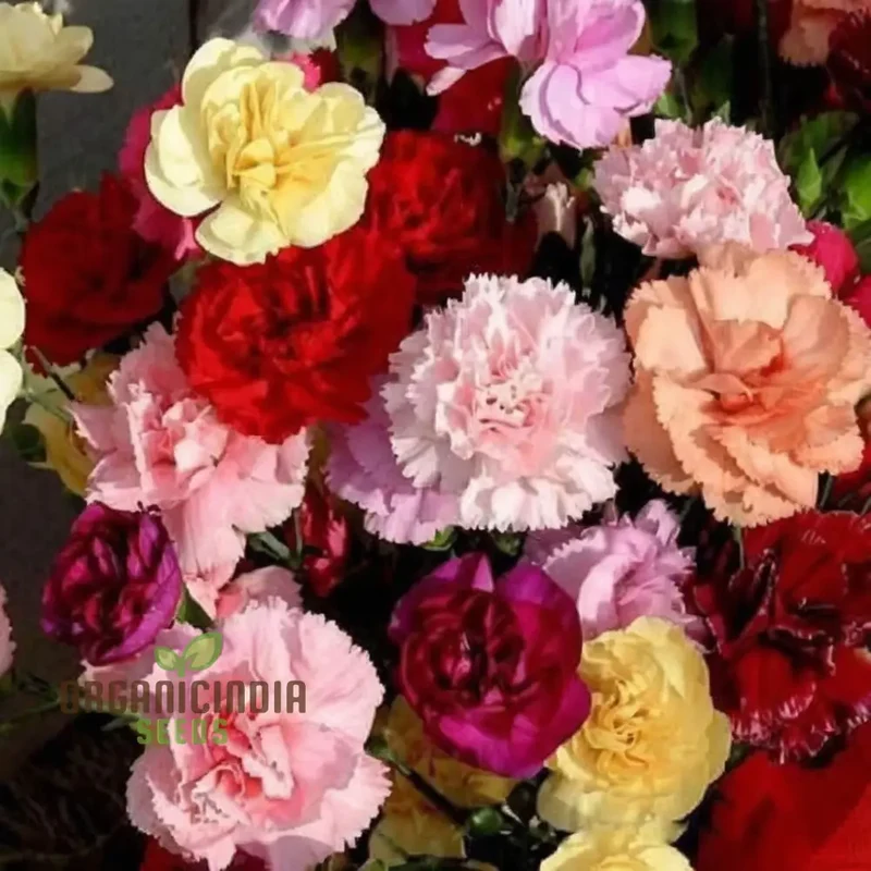 Giant Mixed Carnation Seeds – Premium Garden Variety for Planting & Landscaping