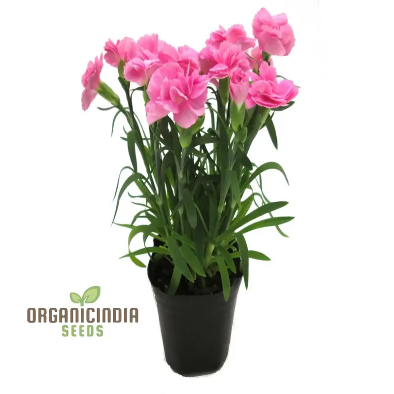 Giant Mixed Carnation Seeds – Premium Garden Variety for Planting & Landscaping