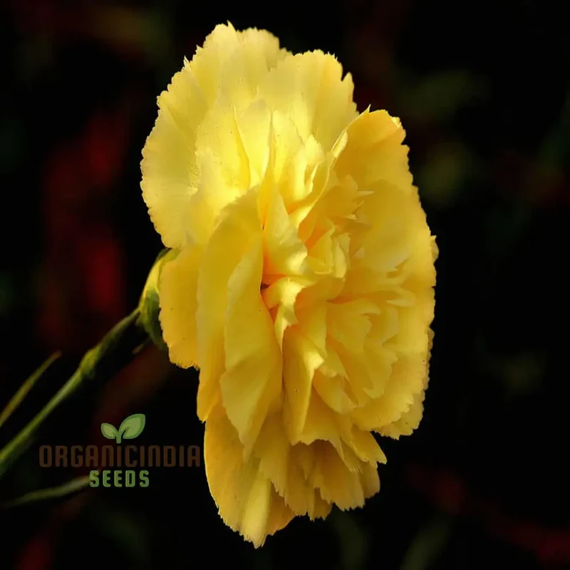 Giant Mixed Carnation Seeds – Premium Garden Variety for Planting & Landscaping
