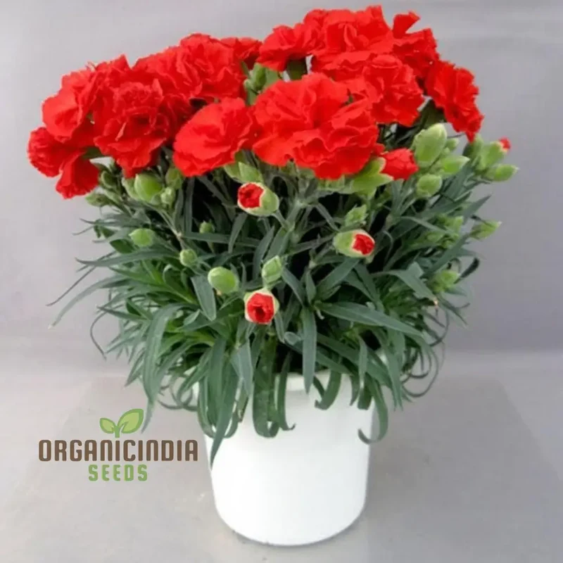 Giant Mixed Carnation Seeds – Premium Garden Variety for Planting & Landscaping