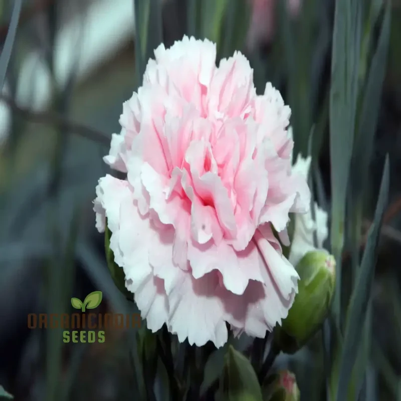 Giant Mixed Carnation Seeds – Premium Garden Variety for Planting & Landscaping