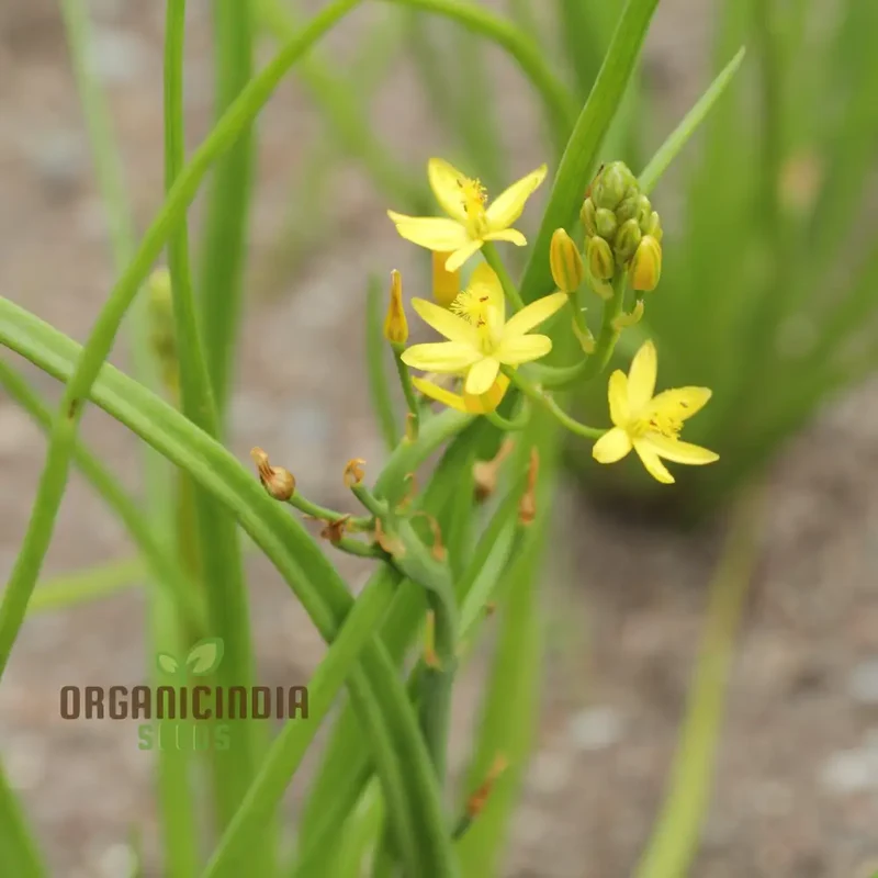 Bulbine Semibarbata Seeds – Rare Australian Succulent for Garden Planting