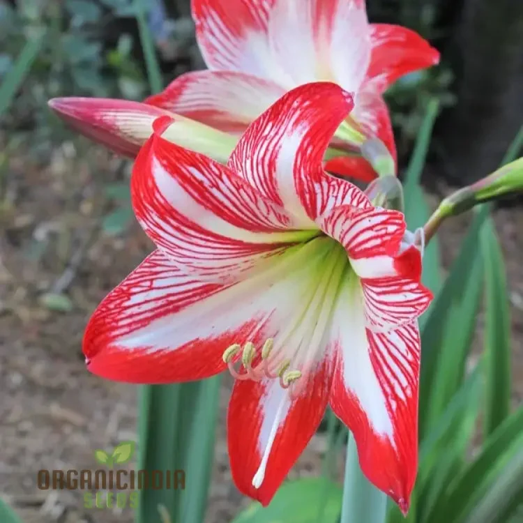 Amaryllis Lily Mix Seeds for Planting, Colorful Flowers for Gardening Enthusiasts