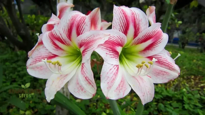 Amaryllis Lily Mix Seeds for Planting, Colorful Flowers for Gardening Enthusiasts