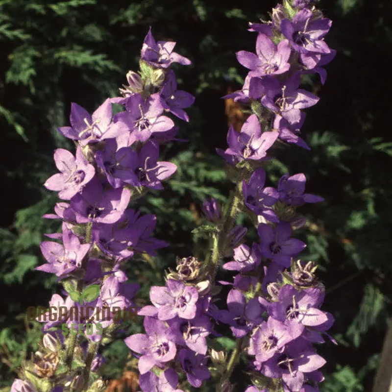 Adenophora Khasiana Seeds for Planting, Enhance Your Garden with Exquisite Floral Beauty