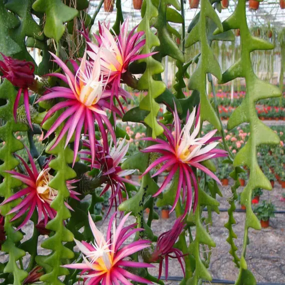 Fishbone Cactus Seeds (Epiphyllum Anguliger) Unique Zigzag Hanging Planting