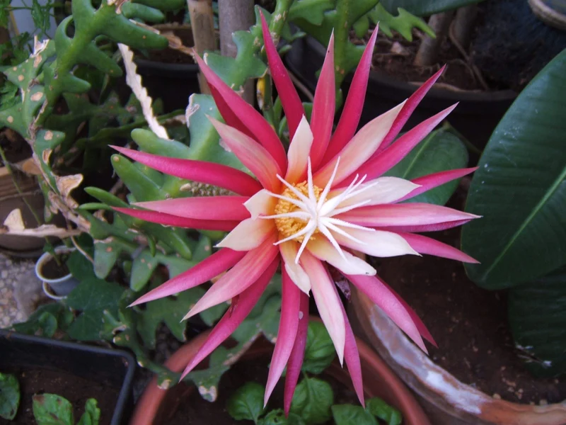 Fishbone Cactus Seeds (Epiphyllum Anguliger) Unique Zigzag Hanging Planting