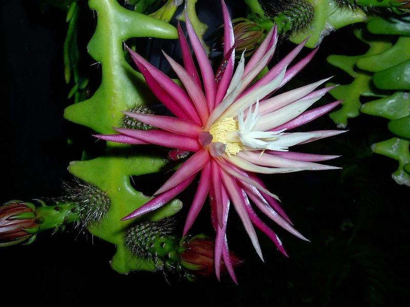Fishbone Cactus Seeds (Epiphyllum Anguliger) Unique Zigzag Hanging Planting