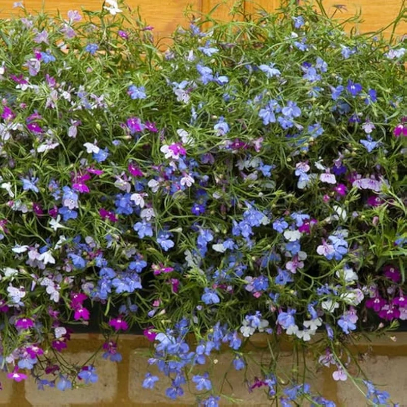 Lobelia Seeds (Lobelia Regatta Mix Seeds) - Vibrant Trailing Blooms for Hanging Baskets