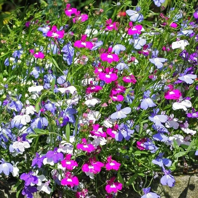 Lobelia Seeds (Lobelia Regatta Mix Seeds) - Vibrant Trailing Blooms for Hanging Baskets