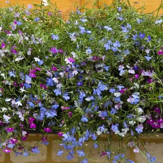Lobelia Seeds (Lobelia Regatta Mix Seeds) - Vibrant Trailing Blooms for Hanging Baskets