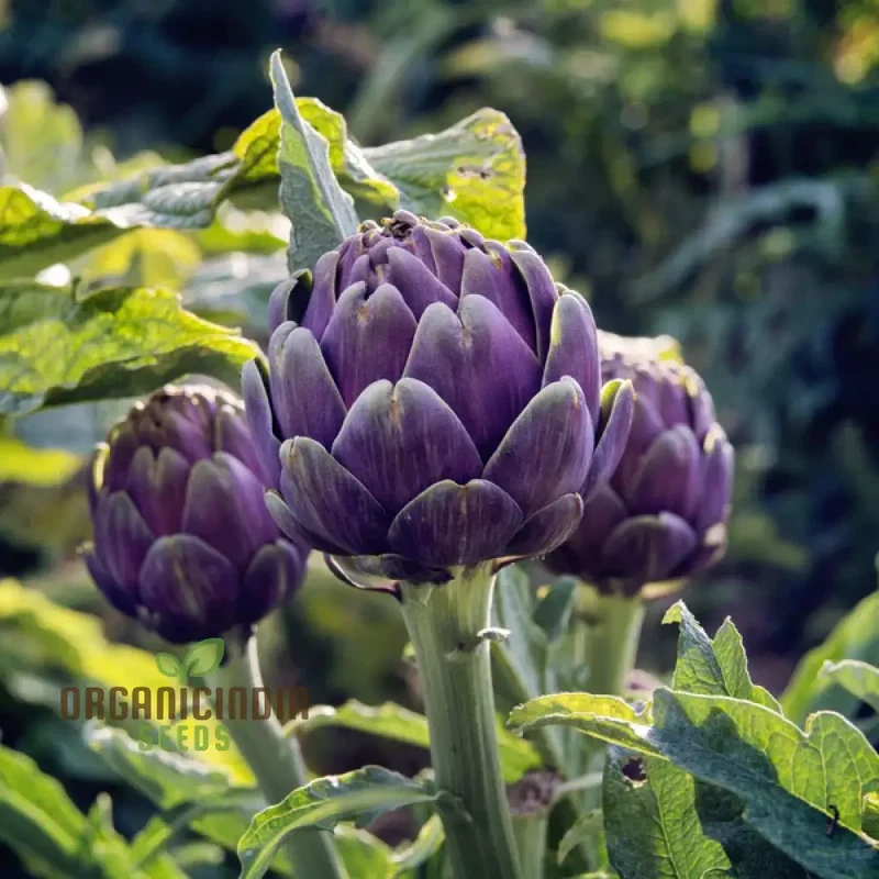 Artichoke Seeds - Purple Headed Seeds For Planting, Cultivate Eye-Catching Purple Artichokes