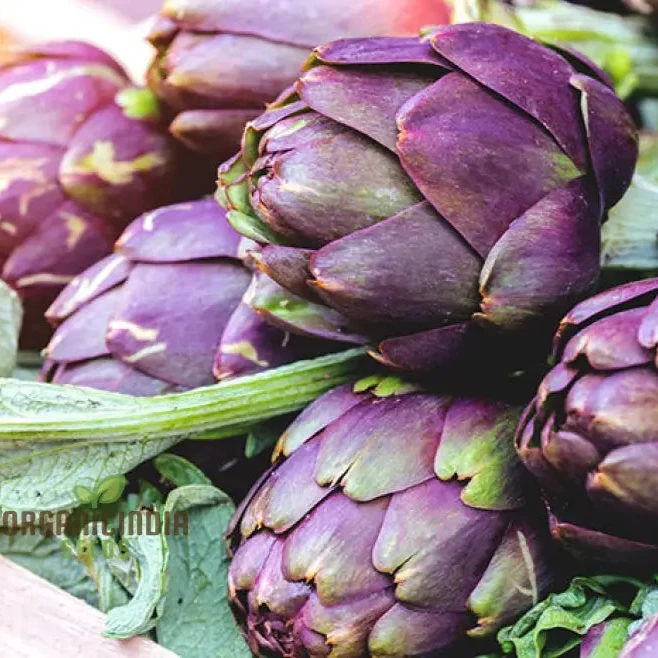 Artichoke Seeds - Purple Headed Seeds For Planting, Cultivate Eye-Catching Purple Artichokes