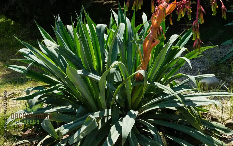 Beschorneria Yuccoides Seeds for Planting: Exotic Succulent for Your Landscape
