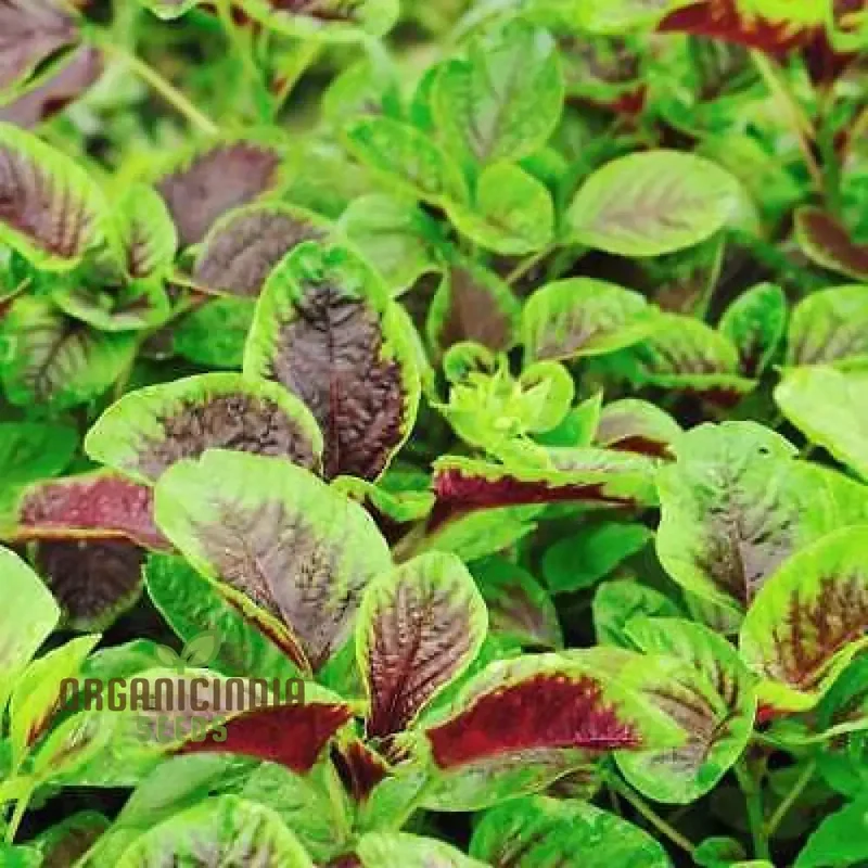 Amaranth - Red Leaf seeds,Premium Red Leaf Amaranth Seeds for Planting and Gardening