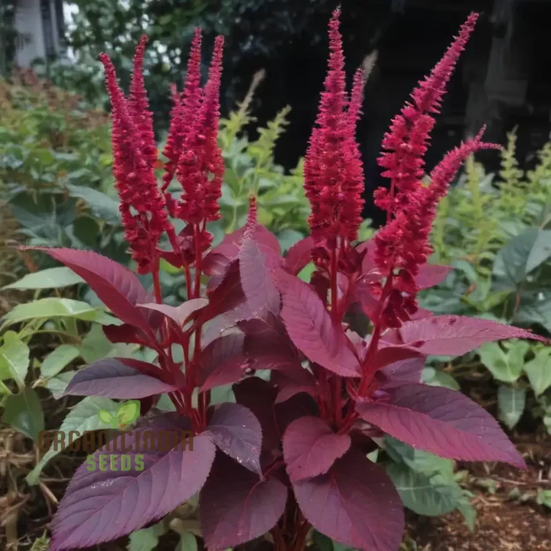 Amaranth - Midnight Red Vegetable Seeds For Planting, Grow Stunning Deep Red Greens for Your Garden