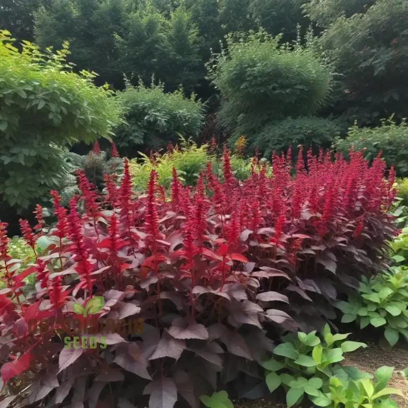 Amaranth - Midnight Red Vegetable Seeds For Planting, Grow Stunning Deep Red Greens for Your Garden