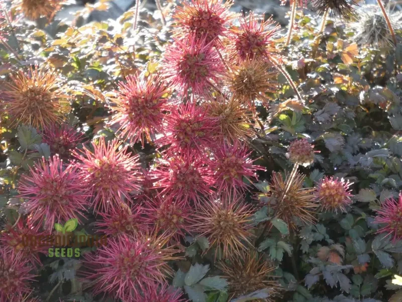 Acaena Caesiiglauca Seeds – Delicate Ground Cover for Garden Landscaping