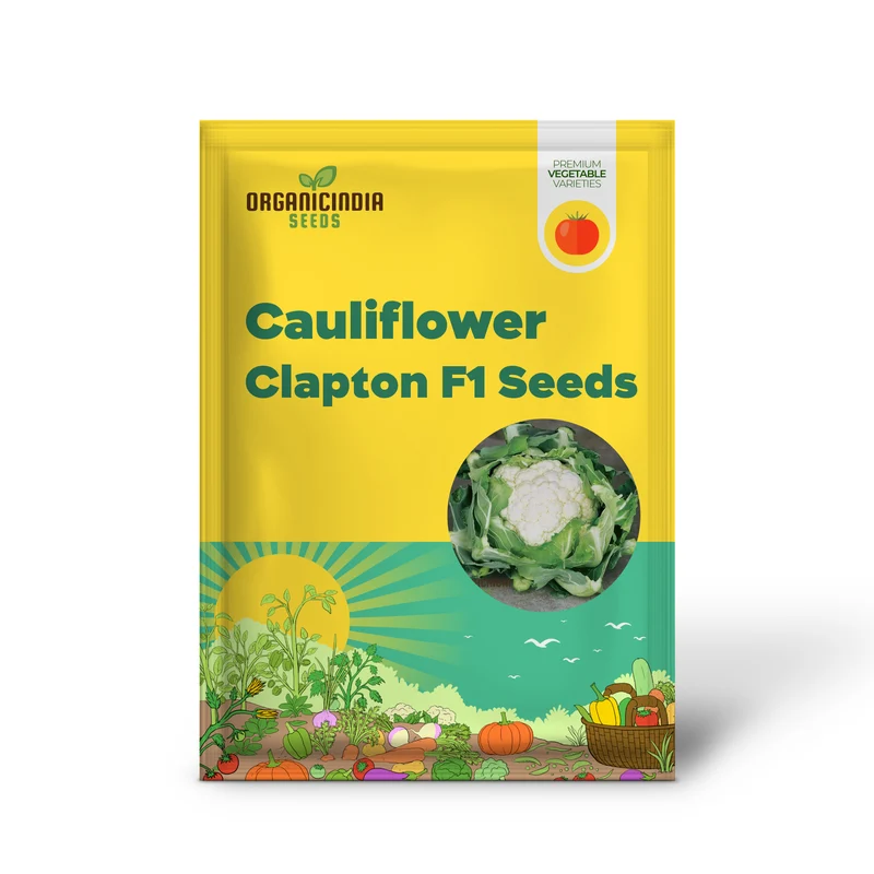 Cauliflower Clapton F1 Vegetable Seeds for Planting, Premium Quality, High Yield, and Disease Resistant Seeds