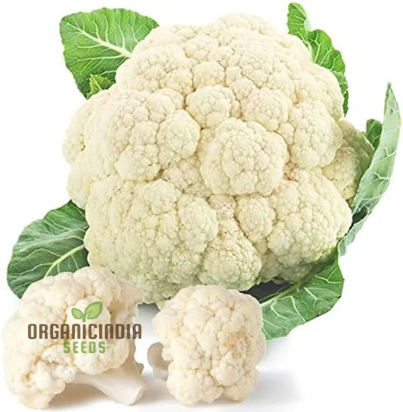 Cauliflower Clapton F1 Vegetable Seeds for Planting, Premium Quality, High Yield, and Disease Resistant Seeds