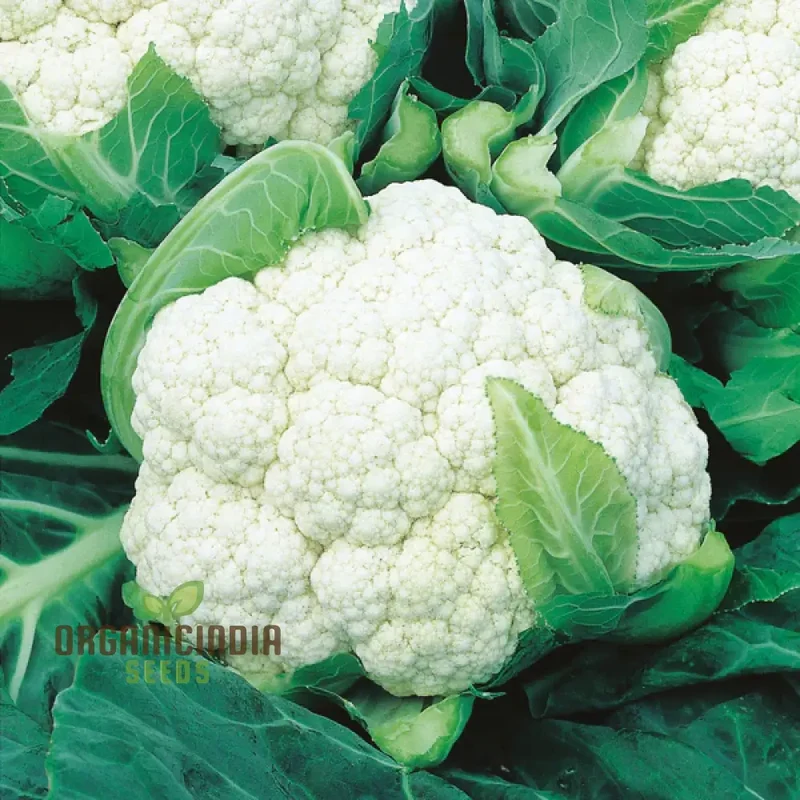 Cauliflower Clapton F1 Vegetable Seeds for Planting, Premium Quality, High Yield, and Disease Resistant Seeds
