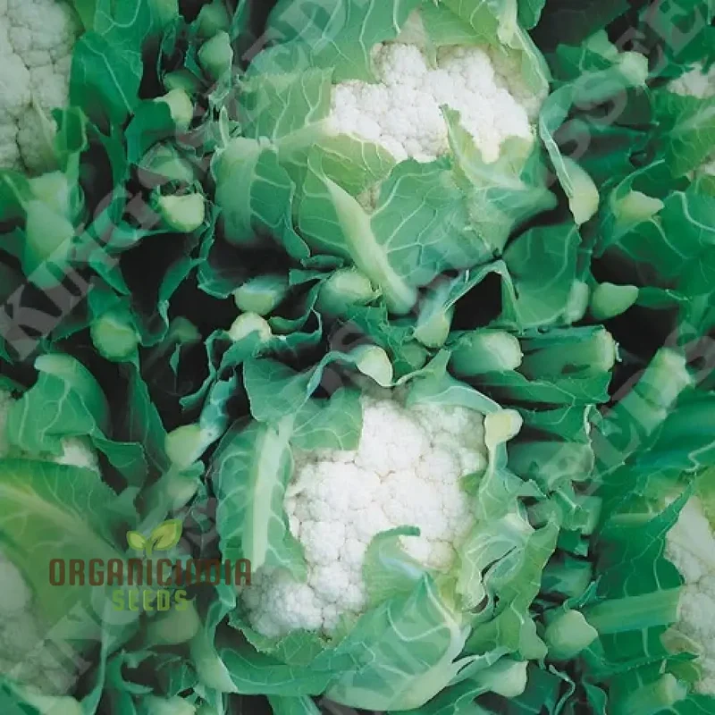Cauliflower Candid Charm F1 - Premium Vegetable Seeds for Planting and Growing Stunning Flowers