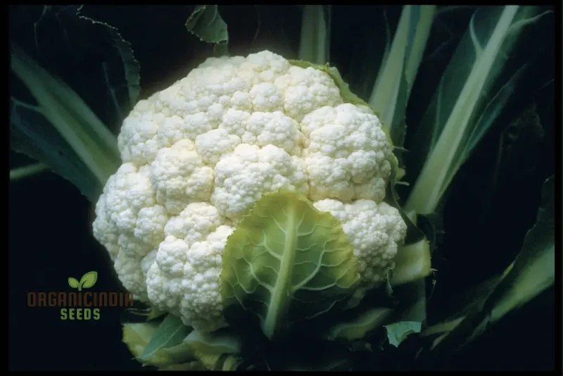Cauliflower Candid Charm F1 - Premium Vegetable Seeds for Planting and Growing Stunning Flowers