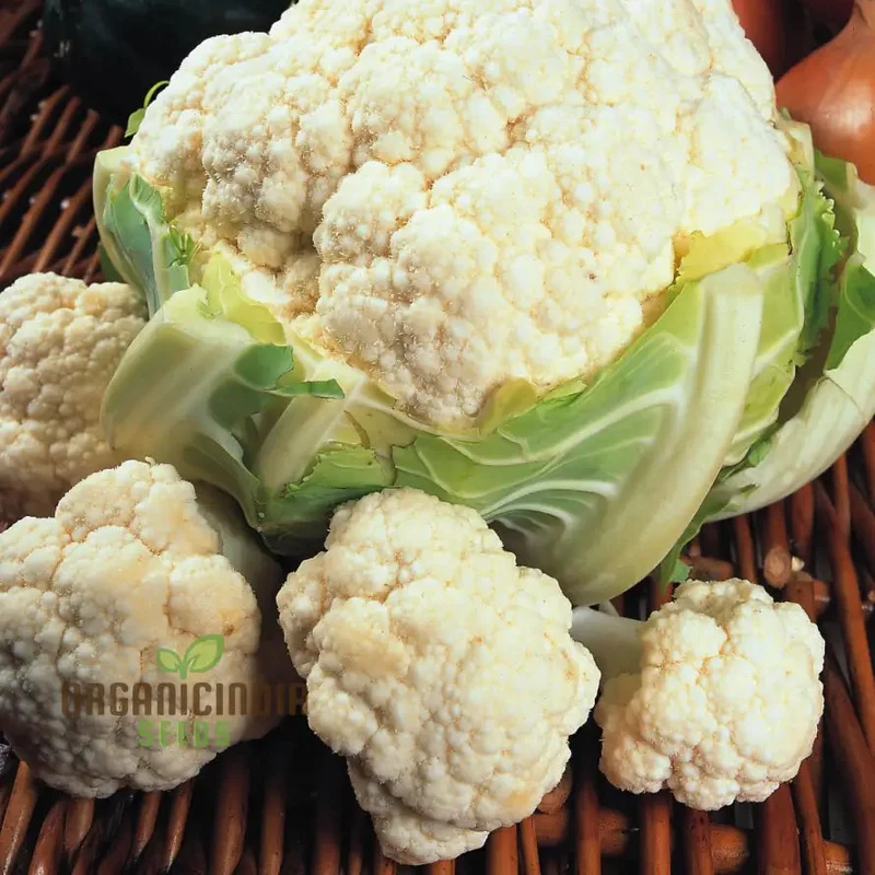 Cauliflower Candid Charm F1 - Premium Vegetable Seeds for Planting and Growing Stunning Flowers