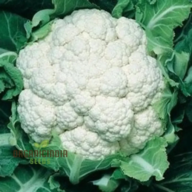 Cauliflower Candid Charm F1 - Premium Vegetable Seeds for Planting and Growing Stunning Flowers