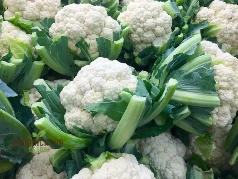 Cauliflower - Alpha Seeds for Planting and Gardening | Premium Quality Organic Seeds