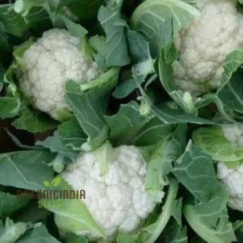 Cauliflower - Alpha Seeds for Planting and Gardening | Premium Quality Organic Seeds