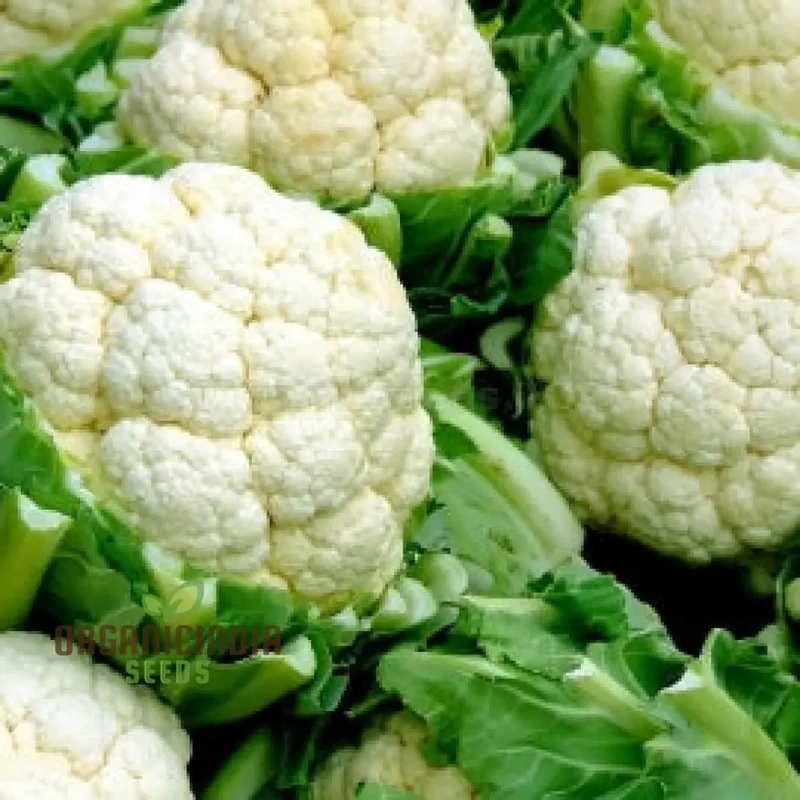 Cauliflower - Alpha Seeds for Planting and Gardening | Premium Quality Organic Seeds