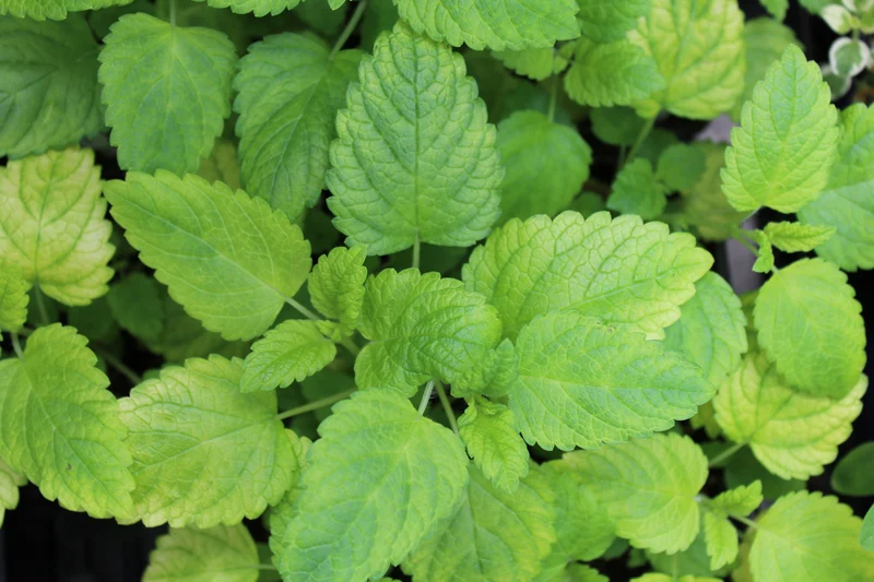 Mélisse 'Lime'