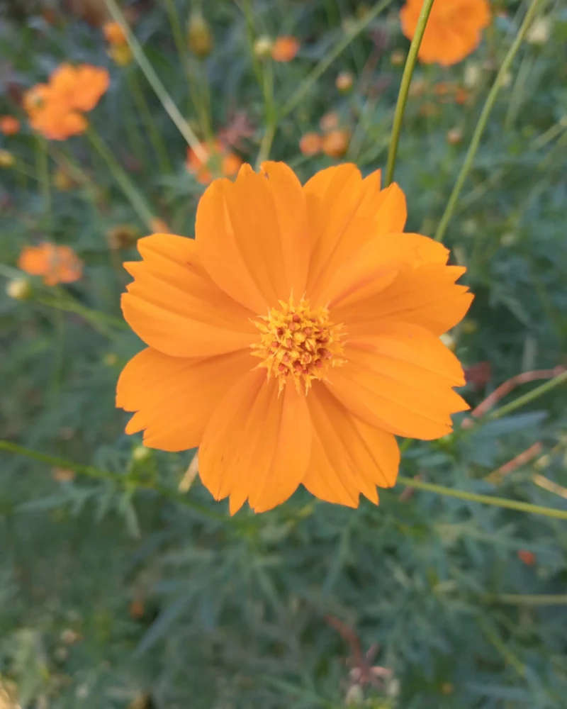 Cosmos sulfureux