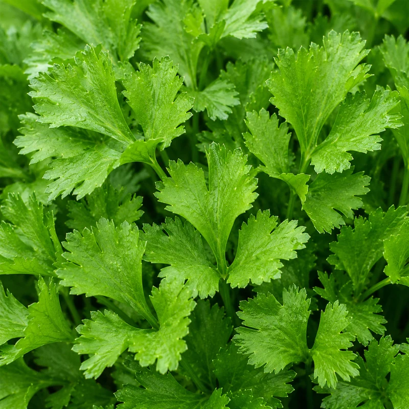 Céleri à couper