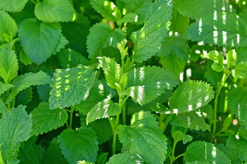 Baume-mélisse 'Lime'
