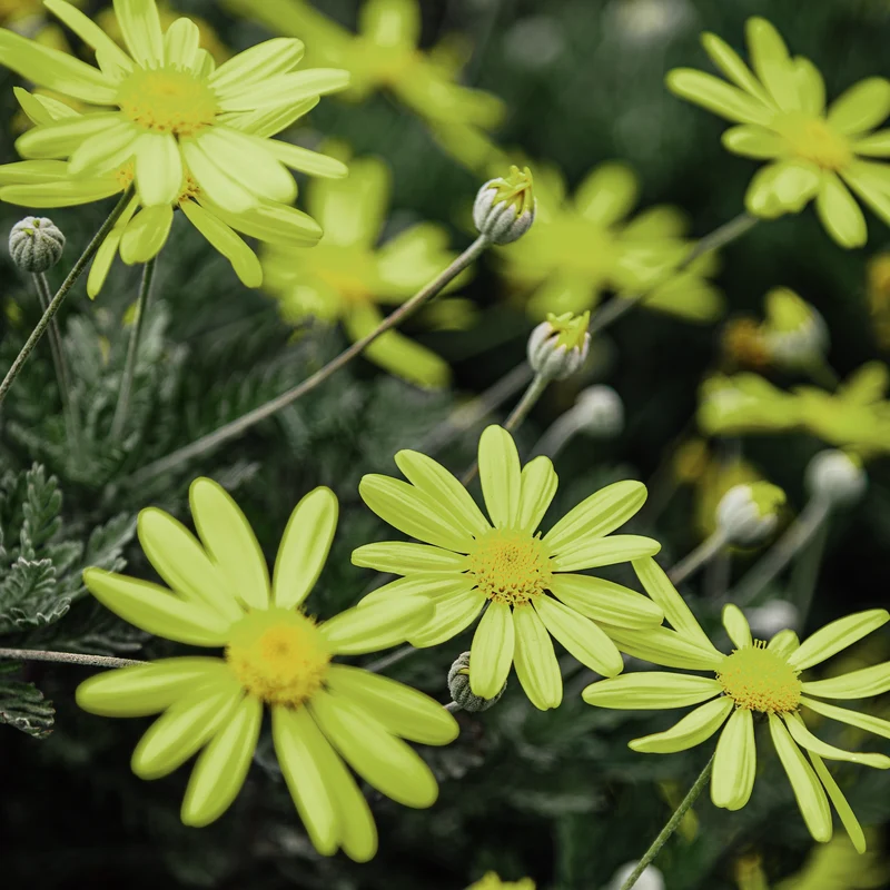 Arnica des montagnes