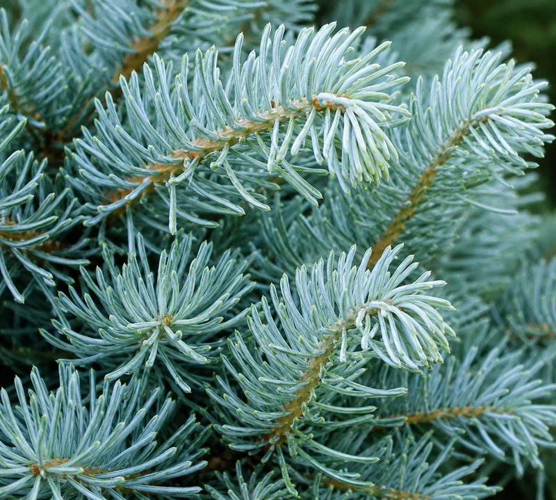 Abies concolor 'Candicans'