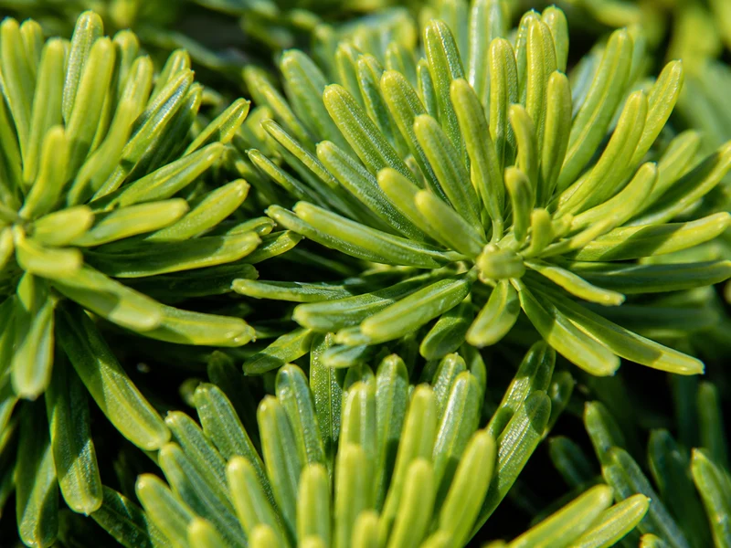 Sapin baumier ‘Nana’ ( Abies balsamea ‘Nana’)