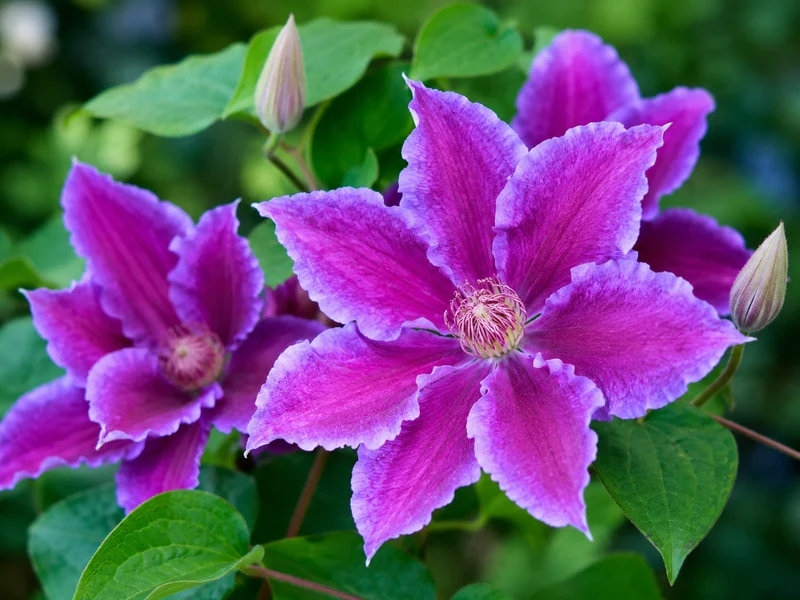 Clématite Baroness Fookes™ ( Clematis ‘EviGsy156’)
