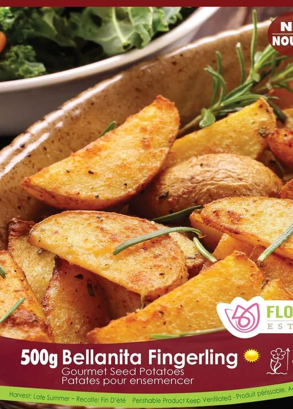 Pomme de terre Gourmet ‘Bellanita Fingerling’ ( Solanum tuberosum )