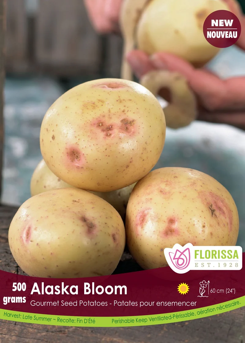 Pomme de terre Gourmet ‘Alaska Bloom’ ( Solanum tuberosum )