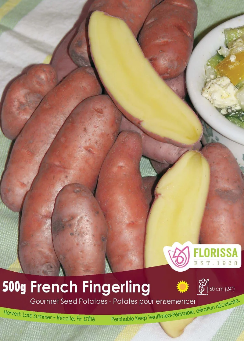 Pomme de terre Gourmet ‘French Fingerling’ (500 g) ( Solanum tuberosum )