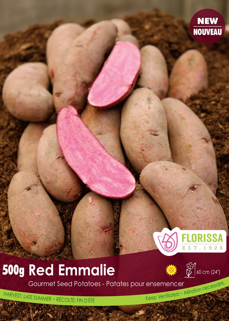 Pomme de terre Gourmet ‘Red Emmalie’ (500 g) ( Solanum tuberosum )