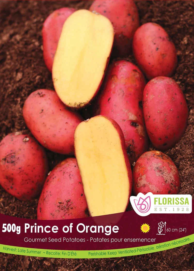 Pomme de terre Gourmet ‘Prince of Orange’ (500 g) ( Solanum tuberosum )