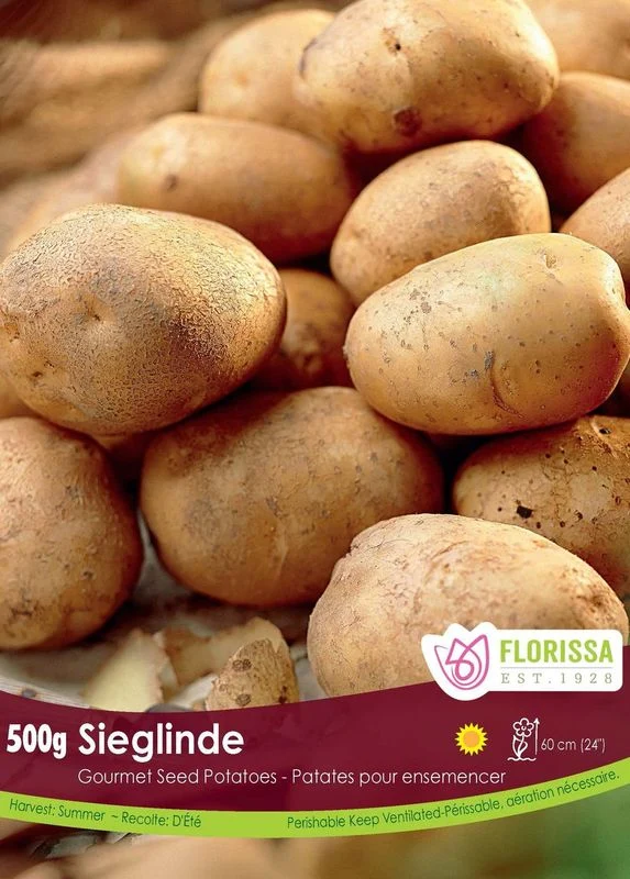 Pomme de terre Gourmet ‘Sieglinde’ (500 g) ( Solanum tuberosum )