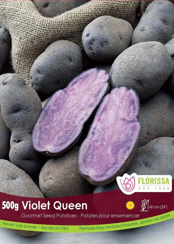 Pomme de terre Gourmet ‘Violet Queen’ ( Solanum tuberosum )