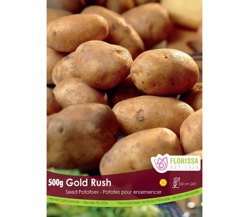 Pomme de terre ‘Gold Rush’ BIO ( Solanum tuberosum )