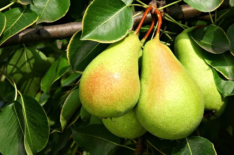 Bartlett Pear Trees for Propagation - Cold Hardy Fruit Live Plant (8 Pieces)